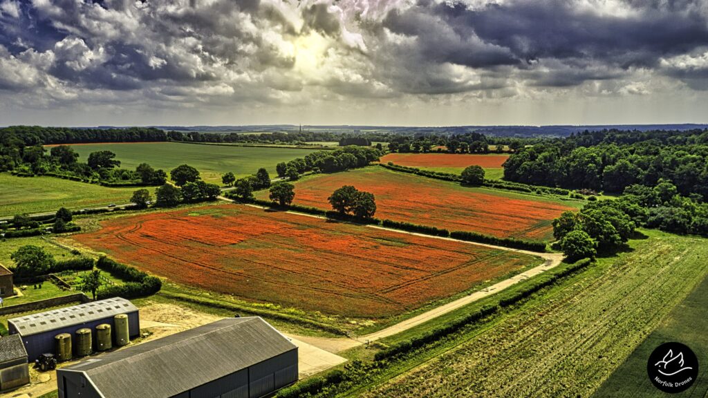 Heacham Poppy Fields Norfolk