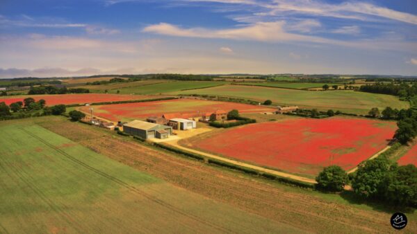 Poppy Field Norfolk Drone